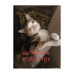 Henghuaycat