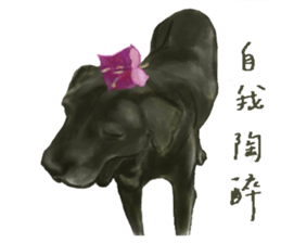 a old dog sticker #8536271