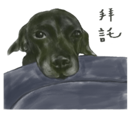 a old dog sticker #8536284