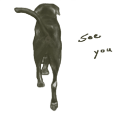 a old dog sticker #8536288