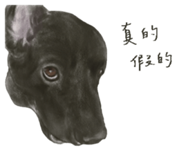 a old dog sticker #8536290