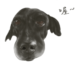 a old dog sticker #8536291