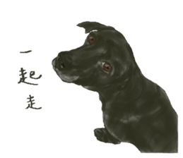 a old dog sticker #8536302