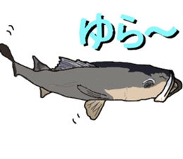 seabass fishing Sticker sticker #8554212