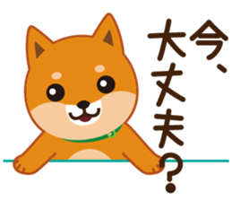 Shiba dog "MUSASHI" 5 sticker #8556114