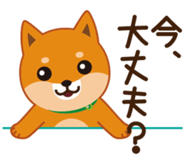 Shiba dog "MUSASHI" 5 sticker #8556114