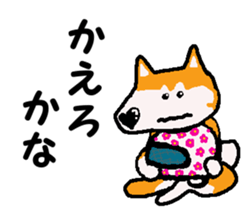 Shiba inu MOMO chan the third as well! 8 sticker #8558152