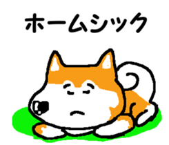 Shiba inu MOMO chan the third as well! 8 sticker #8558154