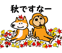 Shiba inu MOMO chan the third as well! 8 sticker #8558176