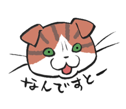 I love Scottishfold. sticker #8585906