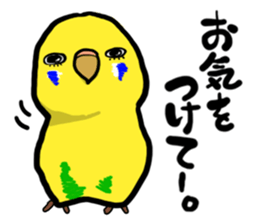 COCO is Budgerigar sticker #8592770