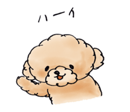 Lili of Toy Poodle sticker #8600364