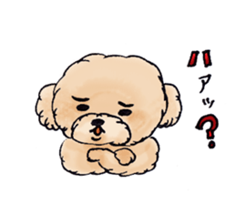 Lili of Toy Poodle sticker #8600371