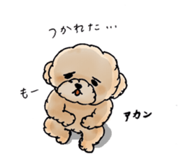 Lili of Toy Poodle sticker #8600375