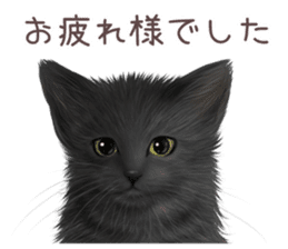 zumo cats sticker vol.3 (Japanese) sticker #8608412