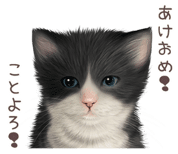 zumo cats sticker vol.3 (Japanese) sticker #8608417