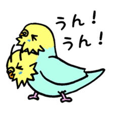 My lovely parakeet, Chappy sticker #8612323