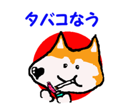 Shiba inu MOMO chan the third as well! 9 sticker #8623705