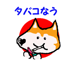 Shiba inu MOMO chan the third as well! 9 sticker #8623705