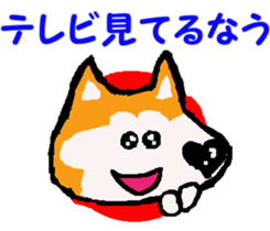 Shiba inu MOMO chan the third as well! 9 sticker #8623706