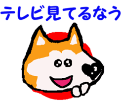 Shiba inu MOMO chan the third as well! 9 sticker #8623706