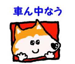 Shiba inu MOMO chan the third as well! 9 sticker #8623711