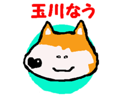 Shiba inu MOMO chan the third as well! 9 sticker #8623732