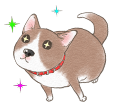 Dog wearing socks. sticker #8625342