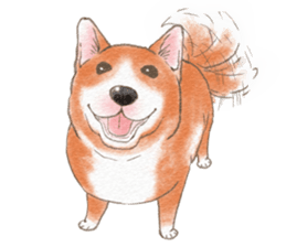 Dog wearing socks. sticker #8625355