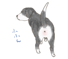 Dog wearing socks. sticker #8625358