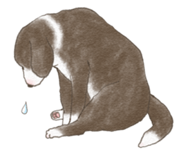 Dog wearing socks. sticker #8625363