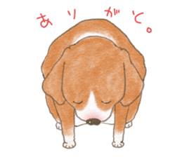 Dog wearing socks. sticker #8625367