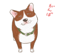 Dog wearing socks. sticker #8625372