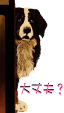 BERNESE MOUNTAIN DOG RIN Ver.4 sticker #8627988