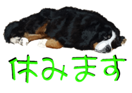 BERNESE MOUNTAIN DOG RIN Ver.4 sticker #8627991