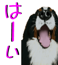 BERNESE MOUNTAIN DOG RIN Ver.4 sticker #8627993