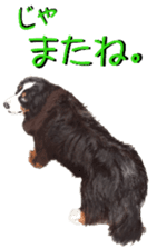 BERNESE MOUNTAIN DOG RIN Ver.4 sticker #8627994