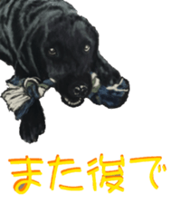 BERNESE MOUNTAIN DOG RIN Ver.4 sticker #8627995