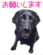 BERNESE MOUNTAIN DOG RIN Ver.4 sticker #8627997