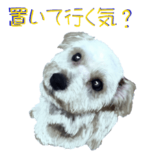 BERNESE MOUNTAIN DOG RIN Ver.4 sticker #8627998