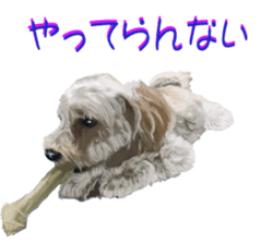 BERNESE MOUNTAIN DOG RIN Ver.4 sticker #8627999