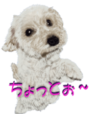 BERNESE MOUNTAIN DOG RIN Ver.4 sticker #8628000