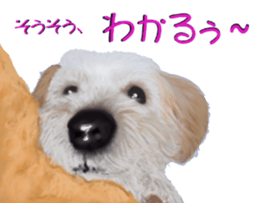 BERNESE MOUNTAIN DOG RIN Ver.4 sticker #8628001