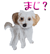 BERNESE MOUNTAIN DOG RIN Ver.4 sticker #8628003