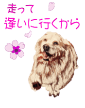 BERNESE MOUNTAIN DOG RIN Ver.4 sticker #8628004