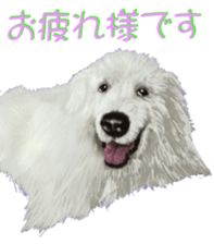 BERNESE MOUNTAIN DOG RIN Ver.4 sticker #8628007