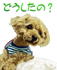 BERNESE MOUNTAIN DOG RIN Ver.4 sticker #8628010