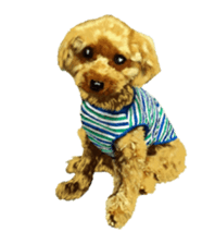 BERNESE MOUNTAIN DOG RIN Ver.4 sticker #8628011