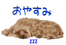 BERNESE MOUNTAIN DOG RIN Ver.4 sticker #8628012