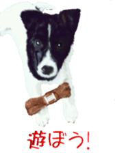 BERNESE MOUNTAIN DOG RIN Ver.4 sticker #8628013